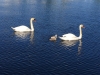 swan family